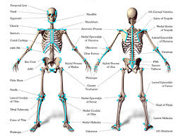Human anatomy drawing for artists. Introduction To Human Anatomy For Artists Proko