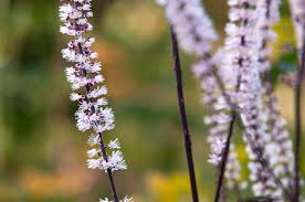 Image result for Afrobrunnichia