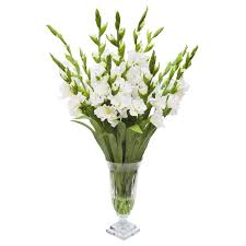 Image result for Gladiolus decoratus