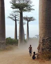 madagaskar daki boabab agaclari bu dunyaya ait degilmis gibi gorunuyor dallarina gore asiri buyuk olan govdesi su deposu gorevi yapiy seyahat ormanlar geziler