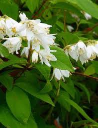 Fioritura invernale (tra gennaio e marzo), con fiori dai petali. 27 Idee Su Piante Piante Siepi Fiori