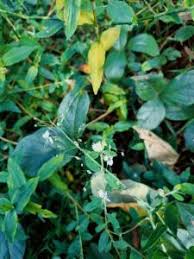 Image result for Aneilema