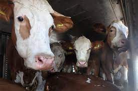 1,050 free images of milk cow. Dairy Cows Animals Angels