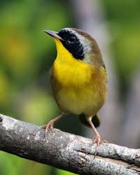 Birds That Lay Eggs On The Ground Ontario Common Yellowthroat Geothlypis Trichas Bird Life List Bird Pictures Animal Photo