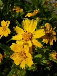 Image result for Guizotia