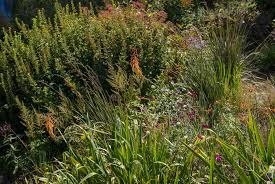 Image result for Kniphofia thomsonii