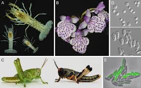 With fun, quick lessons on your phone, the app teaches adult welcome to grasshopper, the coding app for beginners. Disentangling The Environmentally Induced And Stochastic Developmental Components Of Phenotypic Variation Sciencedirect