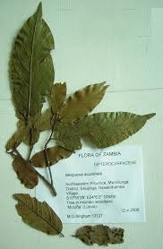 Image result for Marquesia