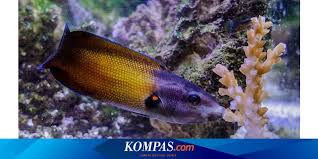 Potensi lestari ikan laut sebesar 6,2 juta ton, terdiri ikan pelagis besar (975,05 ribu ton), ikan pelagis kegil (3.235,50 ribu ton), ikan demersal (1.786,35 ribu ton), ikan karang konsumsi (63,99 ribu ton), udang peneid (74,00 ribu ton), lobster (4,80 ribu ton. Ciuman Maut Ikan Wrasse Untuk Dapatkan Makan