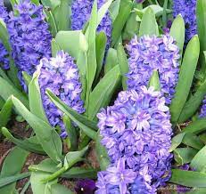 Sümbül çiçekleri hemen hemen her türlü renklerde vardır. Sumbul Bitkisi Yetistirilmesi Sulanmasi Toprak Saksi Degisimi Cogaltilmasi Budanmasi Hakkinda Bilgiler Bitki Bakimi Cicek Bakimi Bitkiler