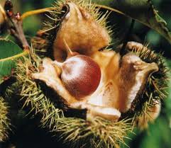 The chestnut tree can grow up to 25 meters high. Pin On Gardening