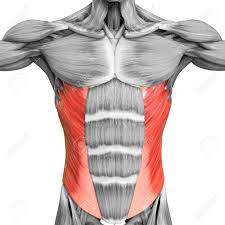Extending across the anterior surface of the body from the superior border of the pelvis to the inferior border of the ribcage are the muscles of the abdominal wall, including the transverse and rectus abdominis and the internal and external obliques. 3d Illustration Concept Of Human Muscular System Torso Muscles Stock Photo Picture And Royalty Free Image Image 153018536