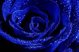 Deep Blue Rose Blue Rose Meaning Blue Roses Blue Rose