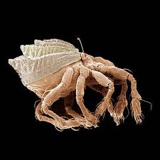 Image result for Brachythrix