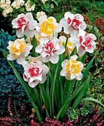 Absolutely Beautiful Com Imagens Bulbos De Flores Belas Flores Tulipas Roxas