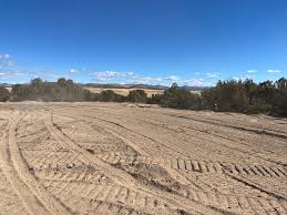 Last picture with the Spider Tree before the winds took it down.