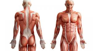 Badan sel dari neuron preganglionik terletak di dalam kormu intermediolateral. Istilah Dan Artinya Dalam Sistem Tubuh Manusia Gustinerz Com
