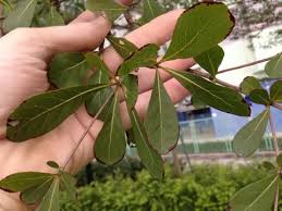 Image result for Terminalia mollis