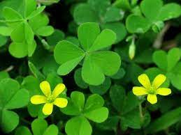 Shamrock Clovers Pictures And Images Irish Flower Clover Leaf St Patricks Day