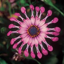 Image result for foto Osteospermum