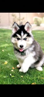 Pin Em Siberian Husky