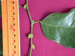 Image result for Heisteria