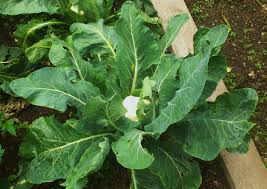 Wann hat der blumenkohl saison? Das Grune Archiv Blumenkohl Standort Aussaat Und Pflege