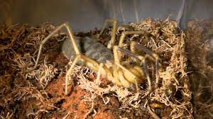 Offered on the site are functionally stable while being ornamental and decorative. How To Care For A Camel Spider Youtube