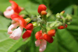 Image result for Phaseolus coccineus