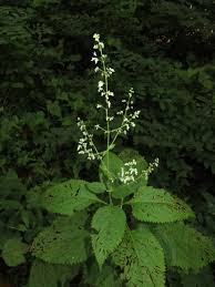 Image result for Isodon