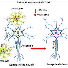 PDF) IGFBP-2 Signaling in the Brain: From Brain Development to Higher Order  Brain Functions