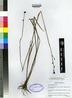 Image result for Aristea angolensis