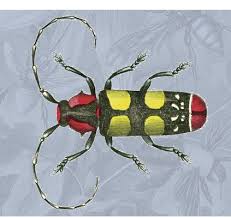 Insect Dover Publications Free Clipart Each Week When You Sign Up Insect Art Dover Dover Publications