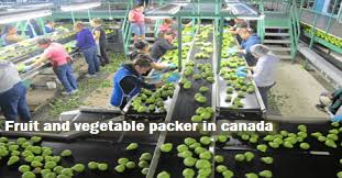 Fruit And Vegetable Packer Vacancies In Canada Fruits And Vegetables Vegetables Fruit