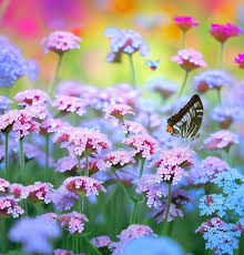 Image result for Verbena × teasii