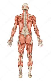 The Muscular System Stock Pictures Royalty Free Muscular