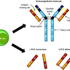Pdf Polyclonal Free Light Chains Promising New Biomarkers In Inflammatory Disease