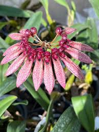 Image result for Bulbophyllum longiflorum