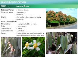 Since malaysia is rich with varieties of medicinal plants to treat diabetes that have not been discovered yet such as ulam raja, misai kucing and others. 100 Plus Plants Identification In Malaysia