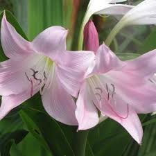 Image result for Crinum harmsii