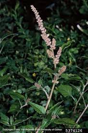 Image result for Amaranthus deflexus