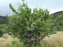 Image result for Garcinia volkensii