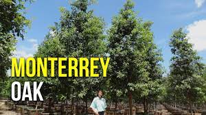 It is a white oak, making it is resistant to the oak wilt disease. Monterrey Oak Youtube
