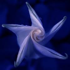 Blue Moon Lily Unfurling Blue Moon Moon Garden Lily
