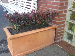 We did not find results for: Photinia Fraseri Little Red Robin Roter Zwerg Decidous Trees And Shrubs Assortment Shop Kordes Jungpflanzen