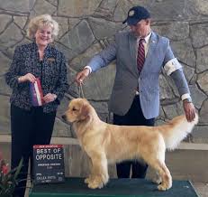 Hooper yellow lab breeding services. Golden Retriever Dogs In Utah County Ut Golden Havoc Kennels