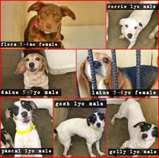 We continue to not place holds on animals, and all of our animals who are currently available are that means if an animal has an interested adopter or has been adopted, they'll automatically be removed from the website and you will no longer see. Mobile Uploads Angels Among Us Pet Rescue Animal Rescue Pet Adoption Homeless Pets