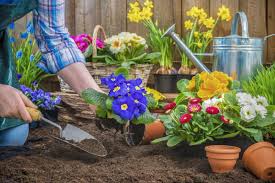 Bunga ini termasuk ke dalam jenis bunga hias yang mempunyai anggota jenis paling. 9 Tips Cara Membuat Taman Depan Rumah Sendiri
