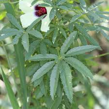 Image result for Hibiscus cannabinus