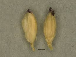 Image result for Urochloa villosa